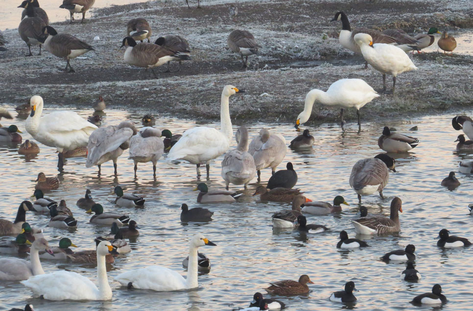 Cold weather brings swan fall!