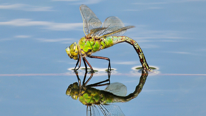 Dragonfly ponds