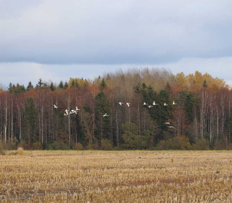 Bewick's on the move!