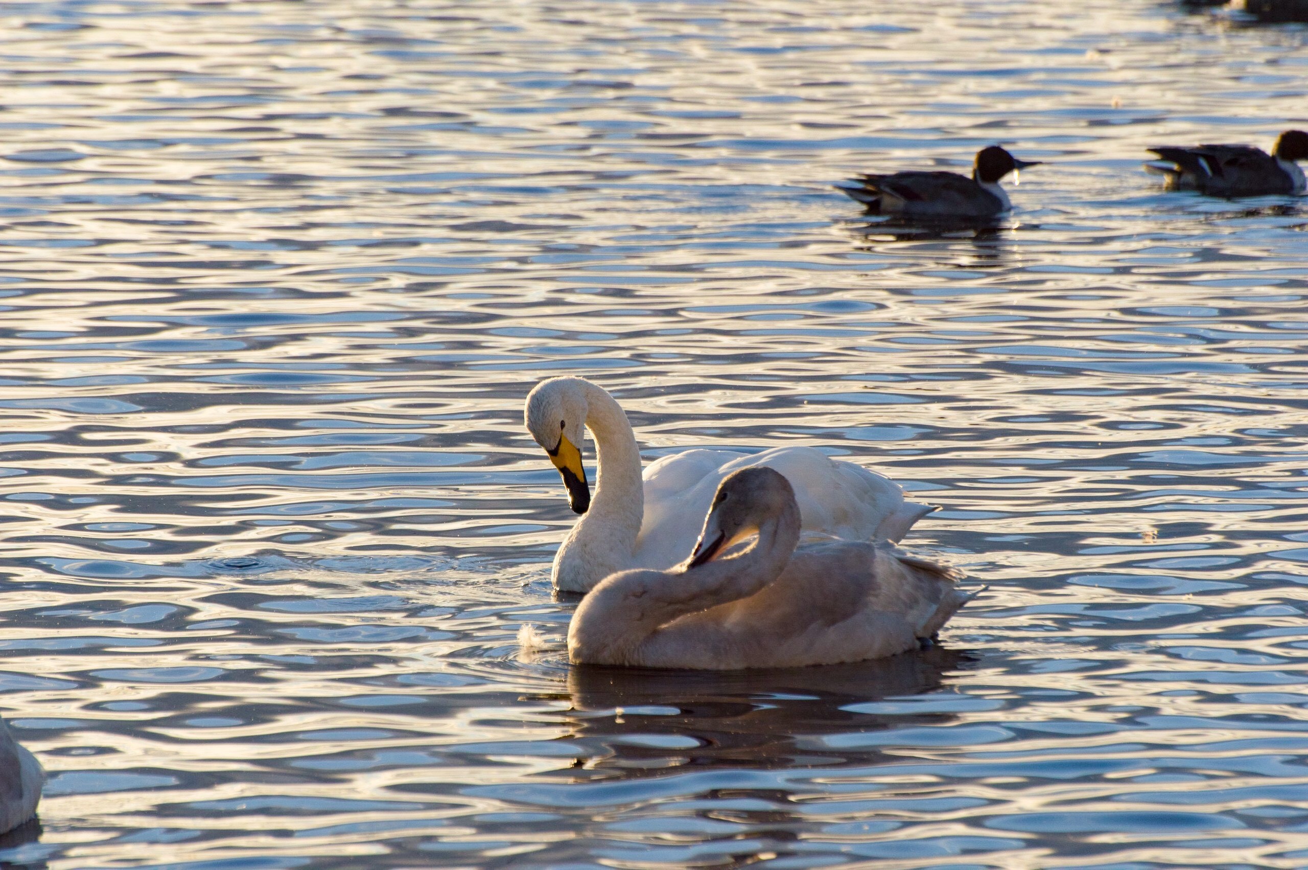 My life with whooper swans