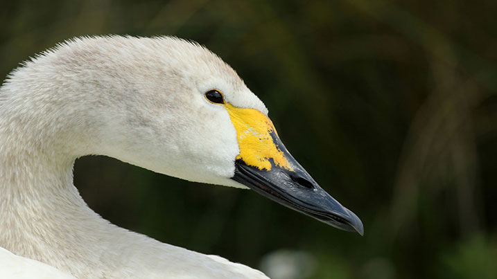 Bewicks swan