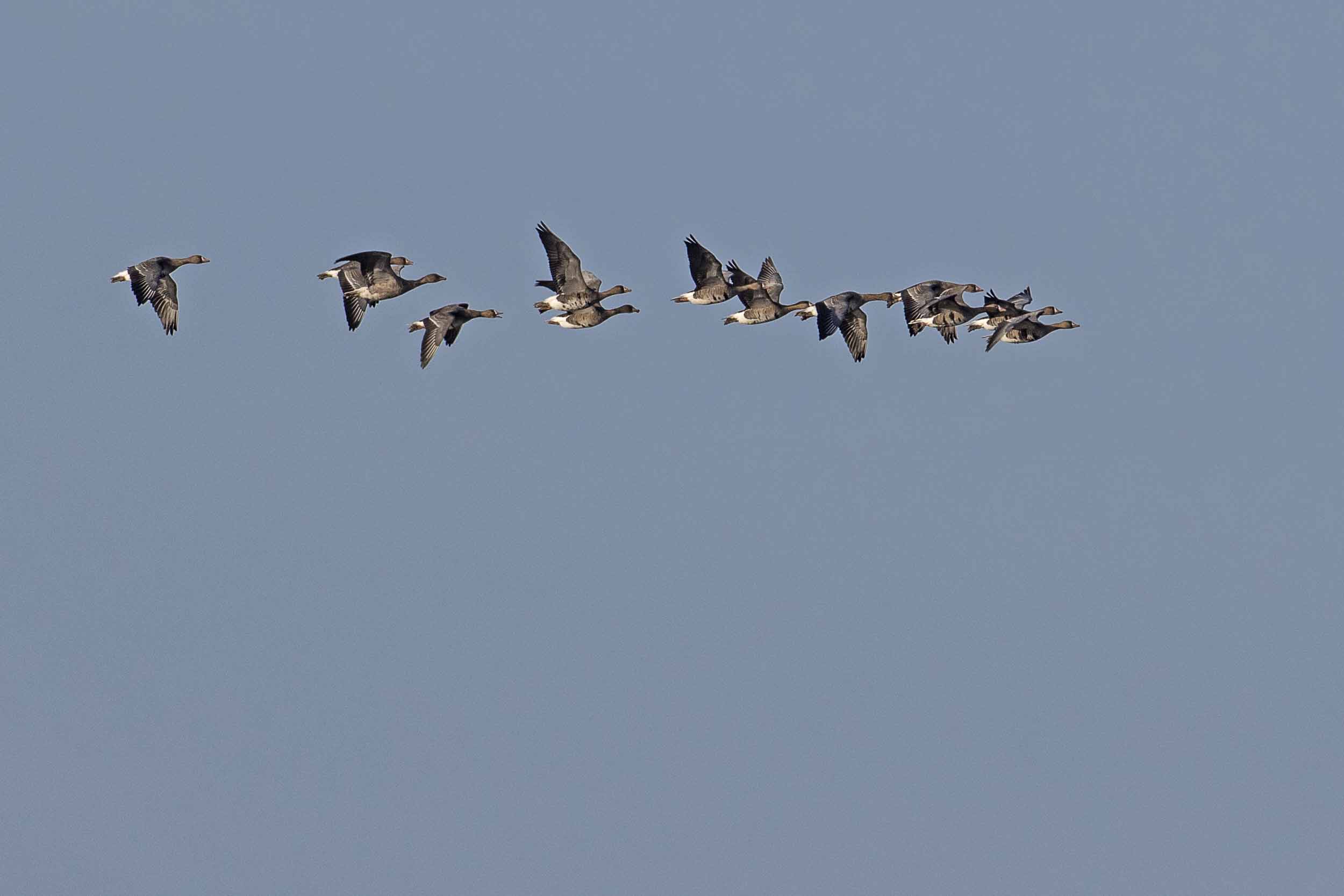Welney sightings - 10/01/2025