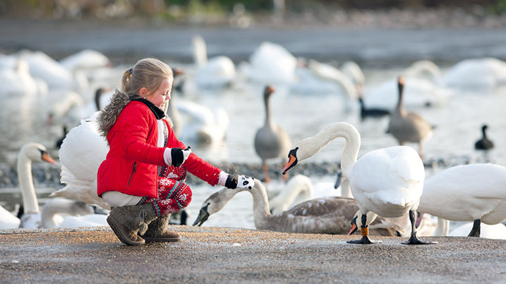 a young girl feeds a swan at a WWT reserve
