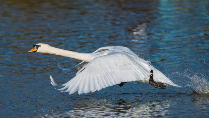birdwatching for beginners swan