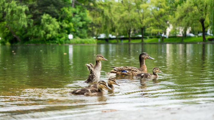 Things to do with kids in wetlands duck family