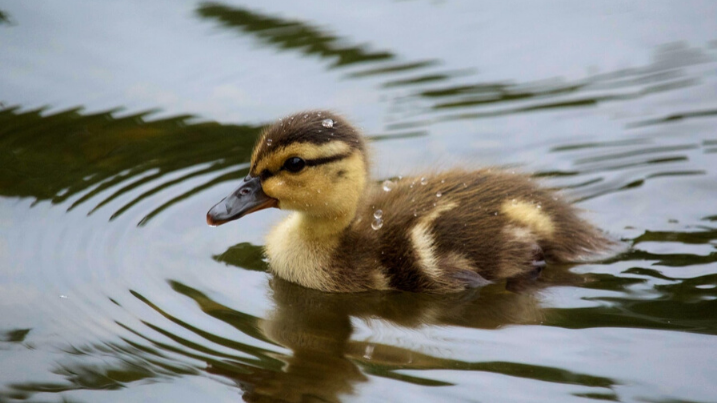 Things to do with kids in wetlands duckling