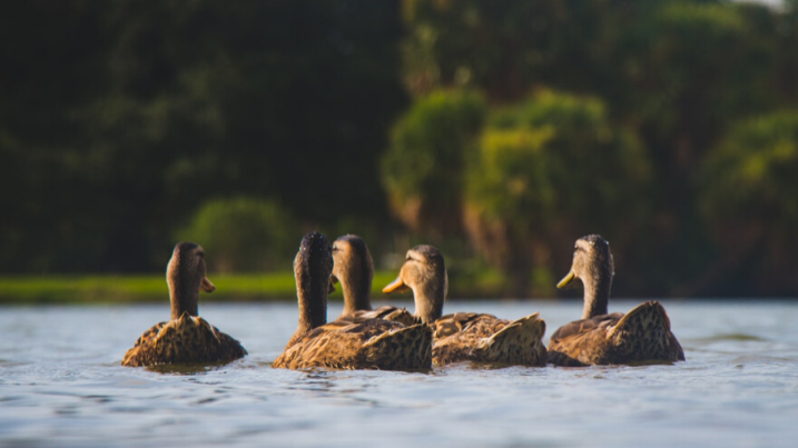 Things to do with kids in wetlands group of ducks