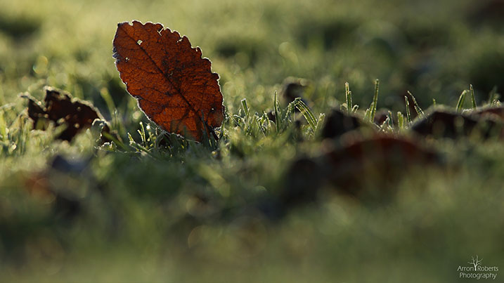 Backlit leaf