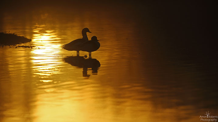 Backlit shelduck in winter