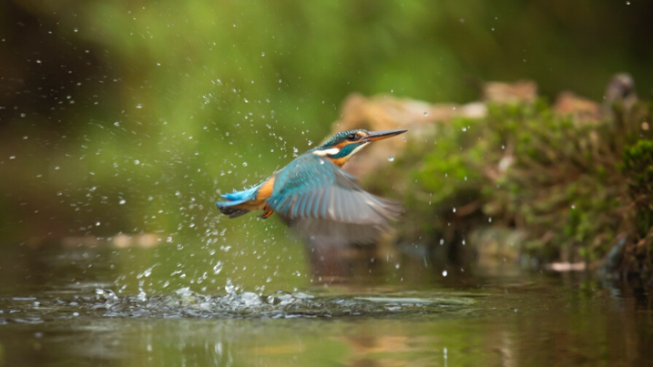 Healing power nature surviving cancer Kingfisher