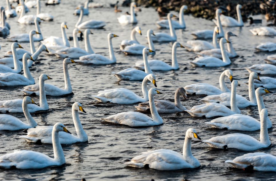 International Swan Census: January 2020