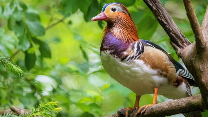 Chris Bishop Mandarin Duck