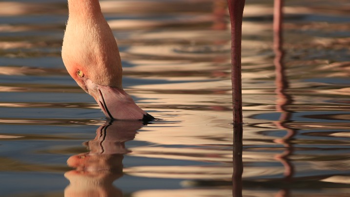 Peter Smith Flamingo