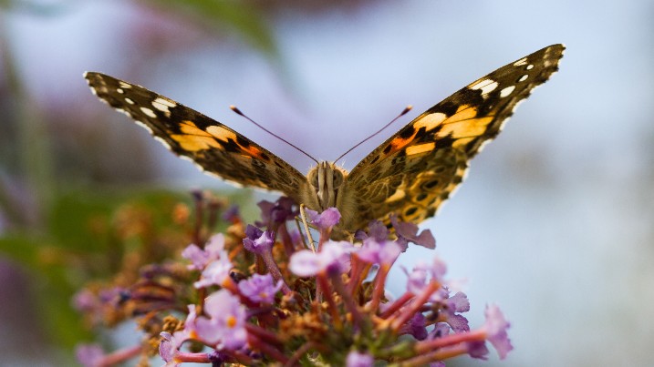 Paul Kirkham Painted Lady Butterfly