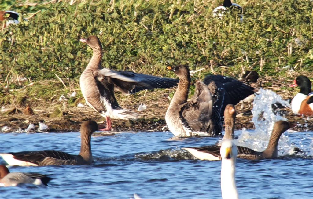 Tundra Bean Goose