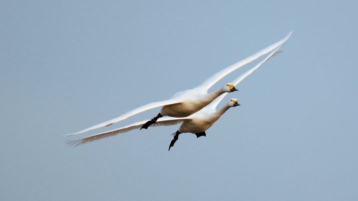 How your swan artworks helped get lead shot banned in EU wetlands