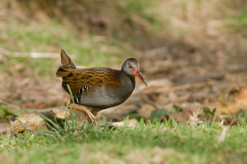 Recent Sightings 5th-9th January
