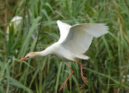 Protecting biodiversity at WWT Steart Marshes 