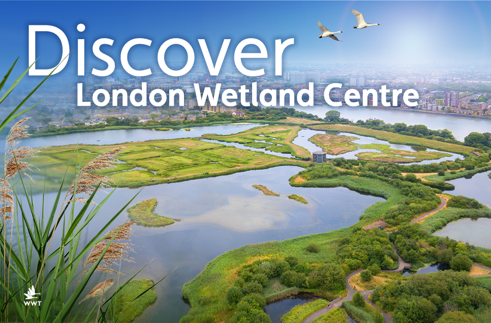 5 things you didn’t know about London Wetland Centre