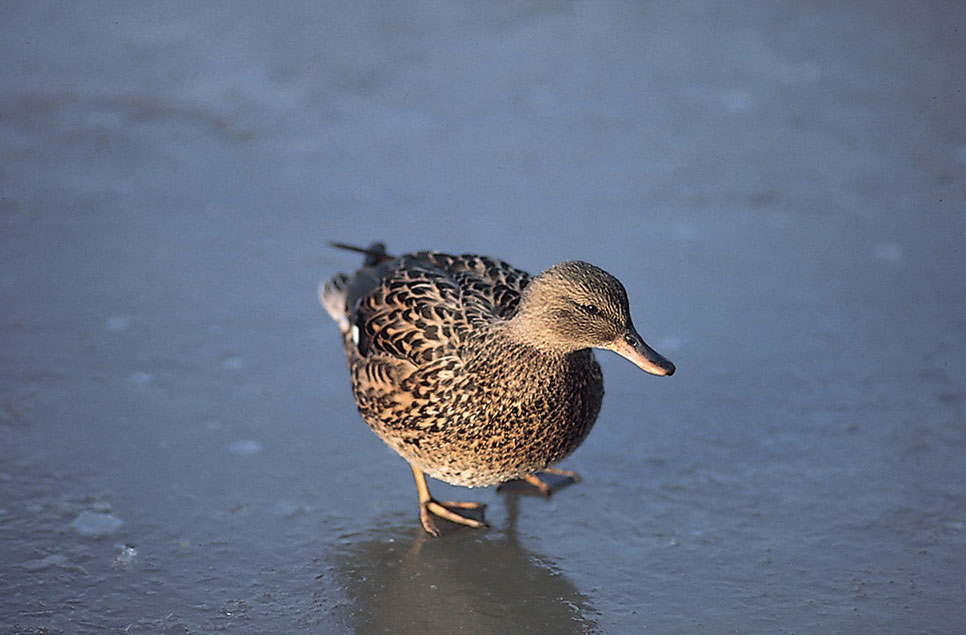 Why don’t birds get frozen feet?  And other amazing avian adaptations