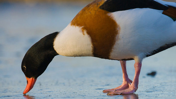 a shelduck on ice