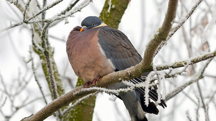 Wood pigeon in winter