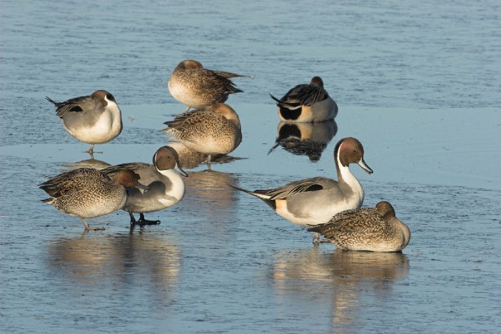 pintail ducks on ice