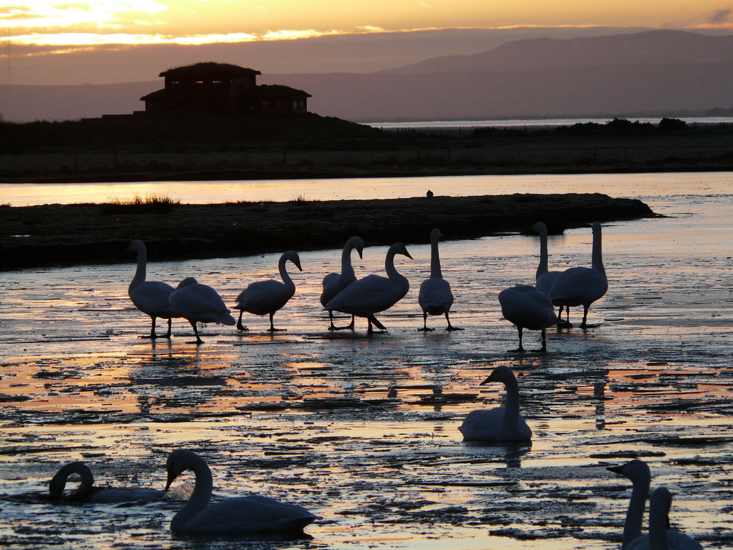 swans in winter wetlands