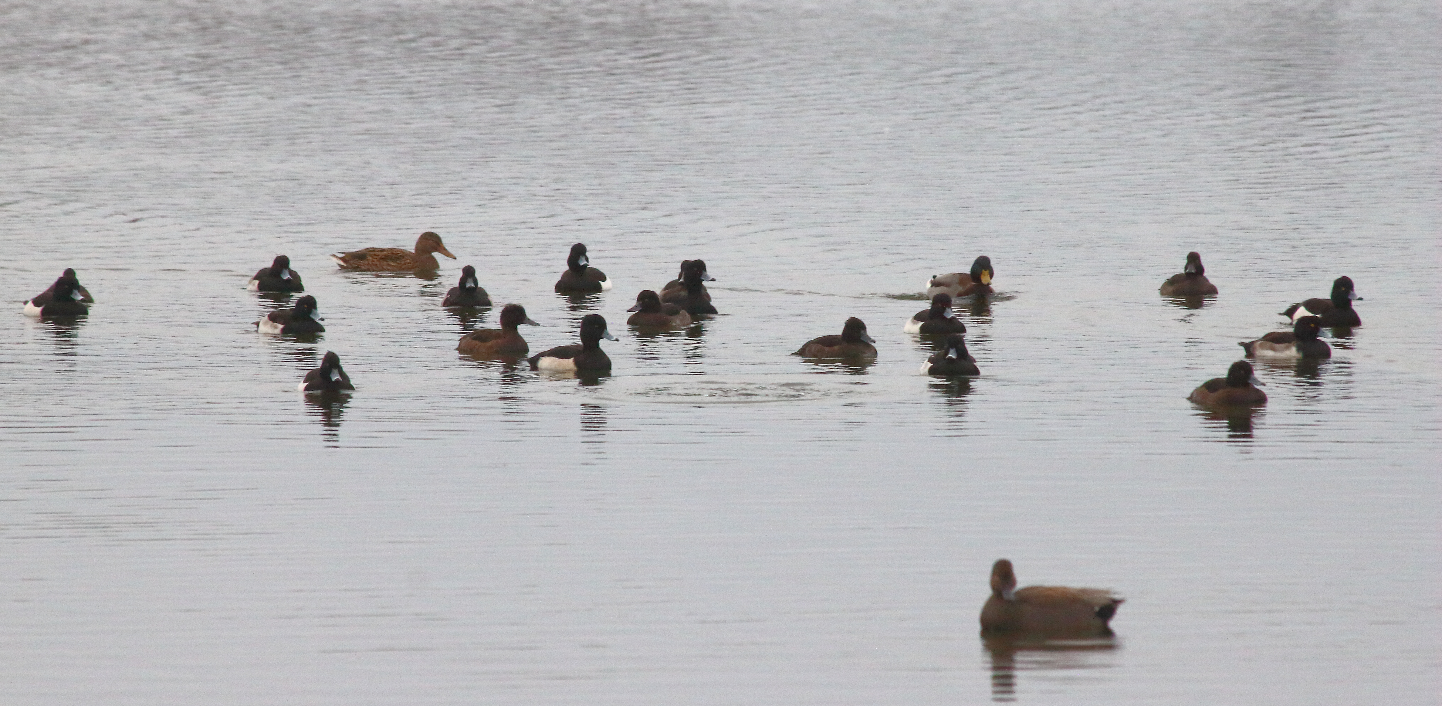 Recent Sightings 29th-31st January