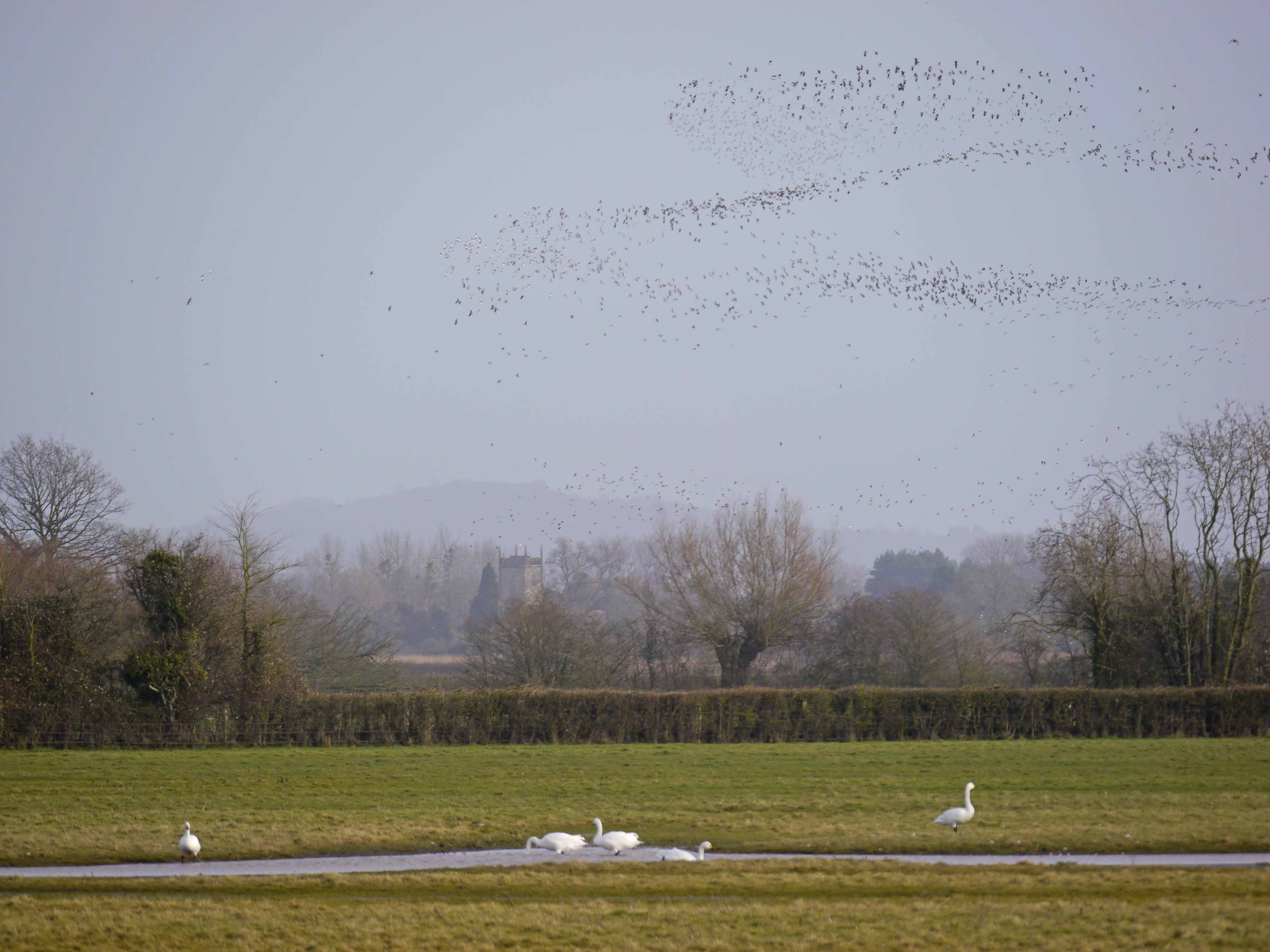 Waders on high alert