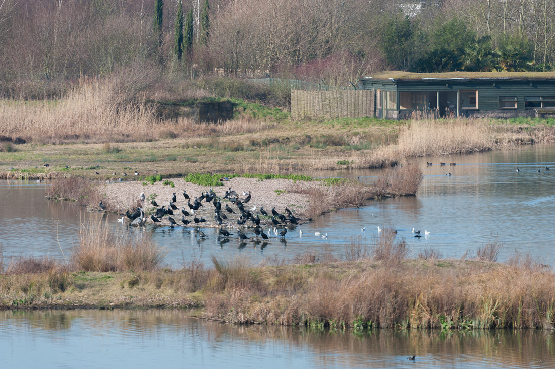 Cormorant migration continues on the main lake