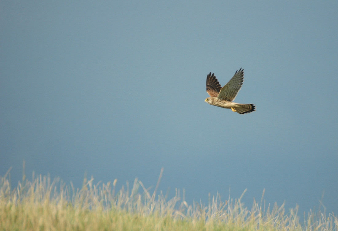 Recent Sightings 9th-11th February