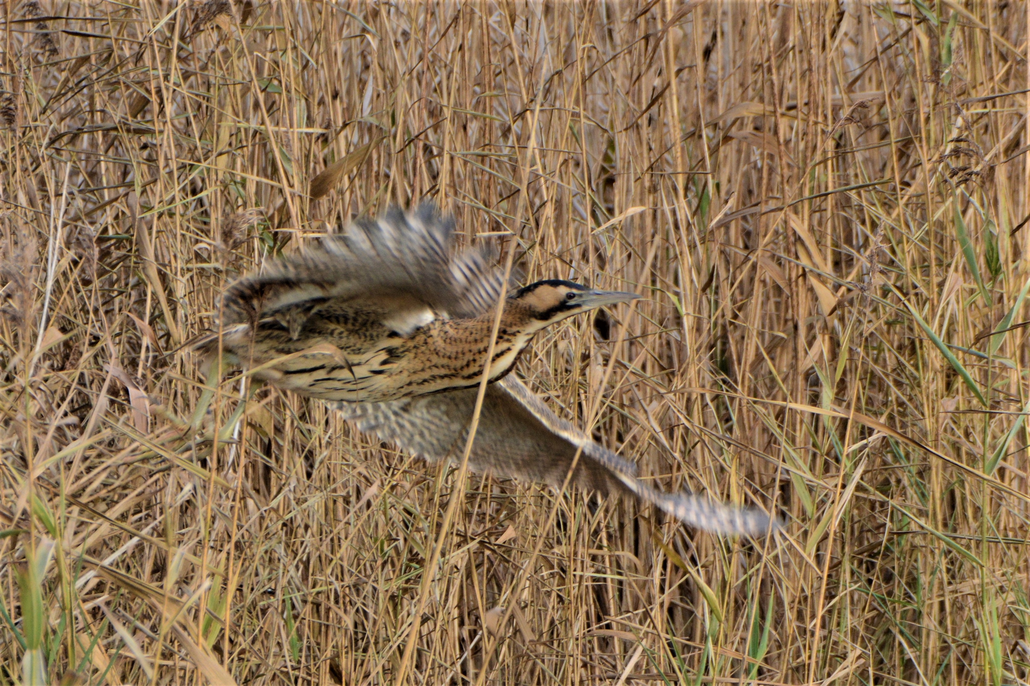 Bittern showing on the main lake from WWF hide