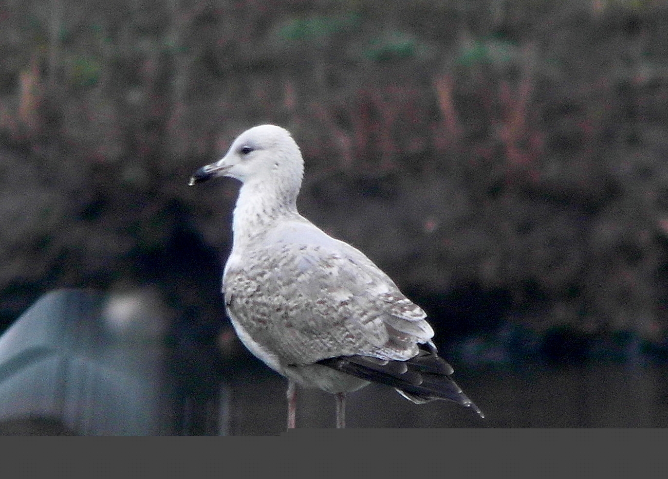 Wildlife sightings for 22nd February 2022