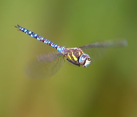 wwt wetland migrant hawker dragonfly
