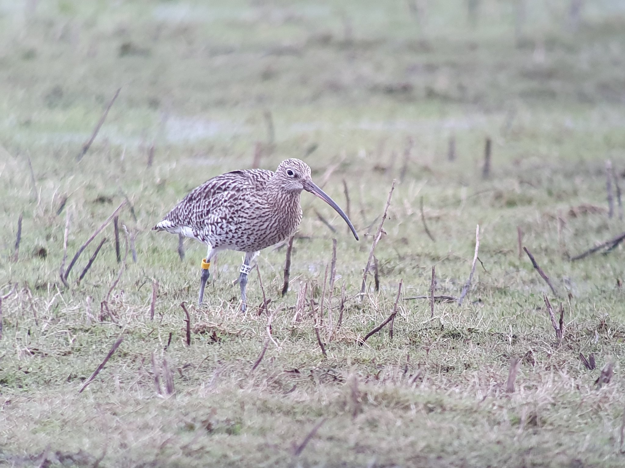 Wildlife Sightings for 19th October 2024