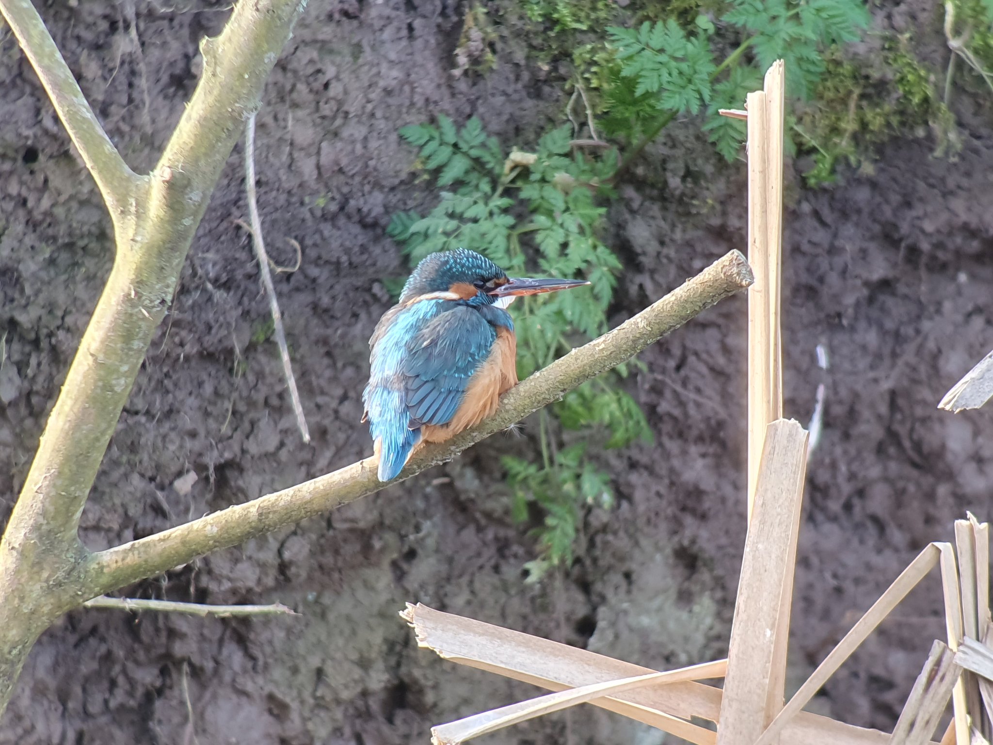 Kingfishers hatch young at the South Finger