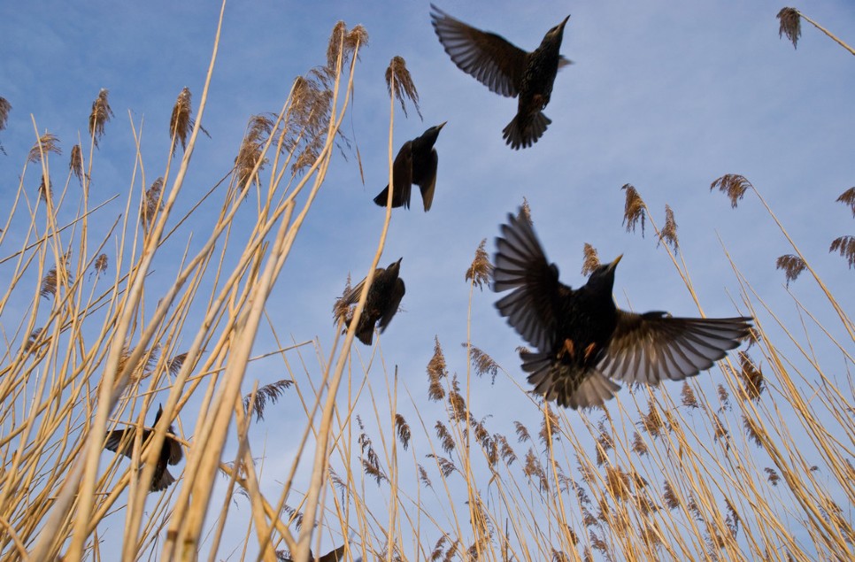 If we want to bring back farmland birds, restore a farmland pond, new research shows