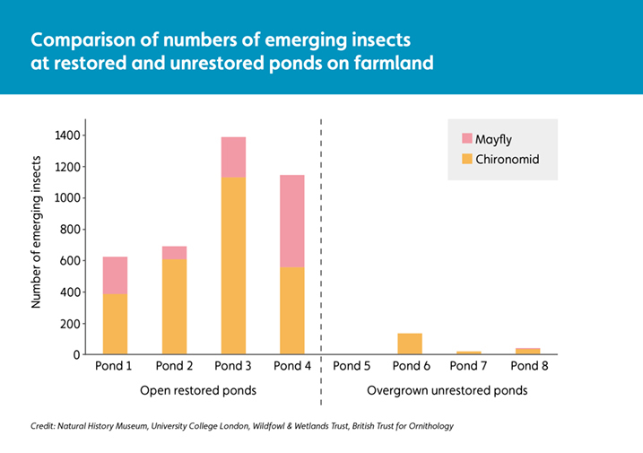 Comparison of numbers of emerging insects at restored and unrestored ponds on farmland