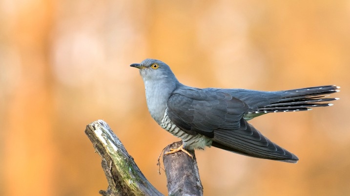 The alternative dawn chorus:  Ten quirky wetland bird calls to listen out for 