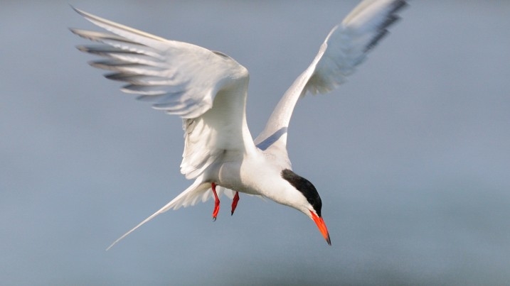 Common Tern