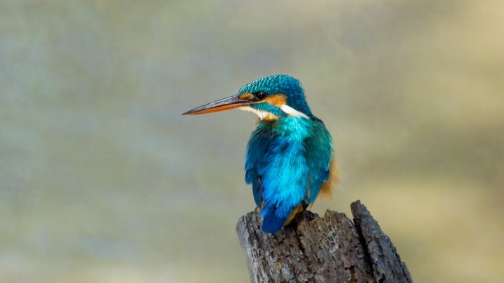 Kingfisher