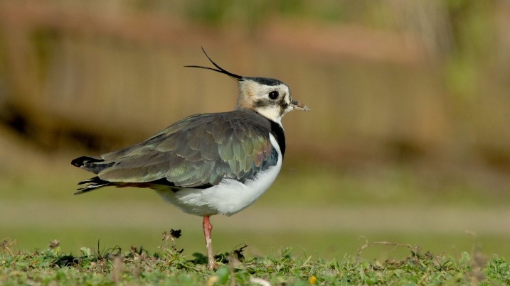 Lapwing