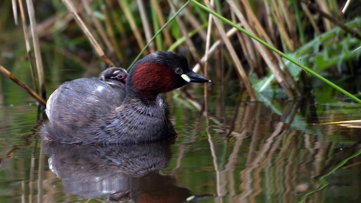 Little Grebe