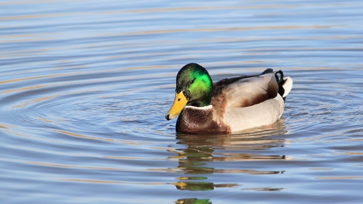 Mallard