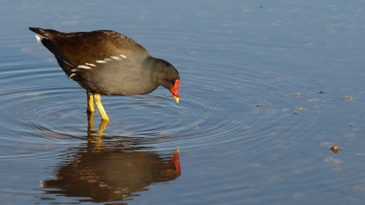 Moorhen