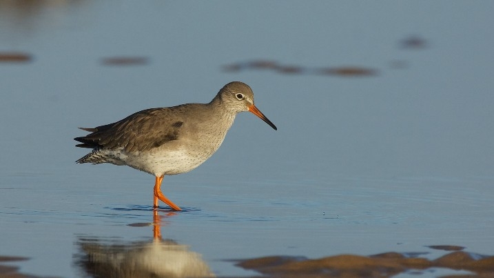 Redshank