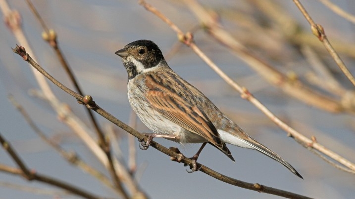 Reed Bunting