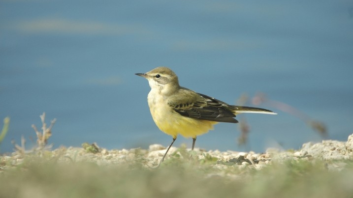 Yellow Wagtail