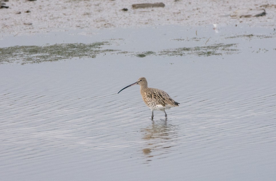 Endangered wetland species that still need our help